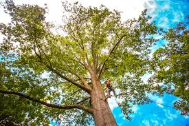 How Our Tree Care Process Works  in  Ocean Grove, MA