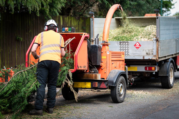 Organic Lawn Care Solutions in Ocean Grove, MA